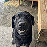 dog, black_dog, wet_dog, smiling_dog, pet, animal, canine, outdoor, bench, wooden_bench, concrete, gravel, close_up, looking_up, playful, friendly, fur, ears, nose, teeth