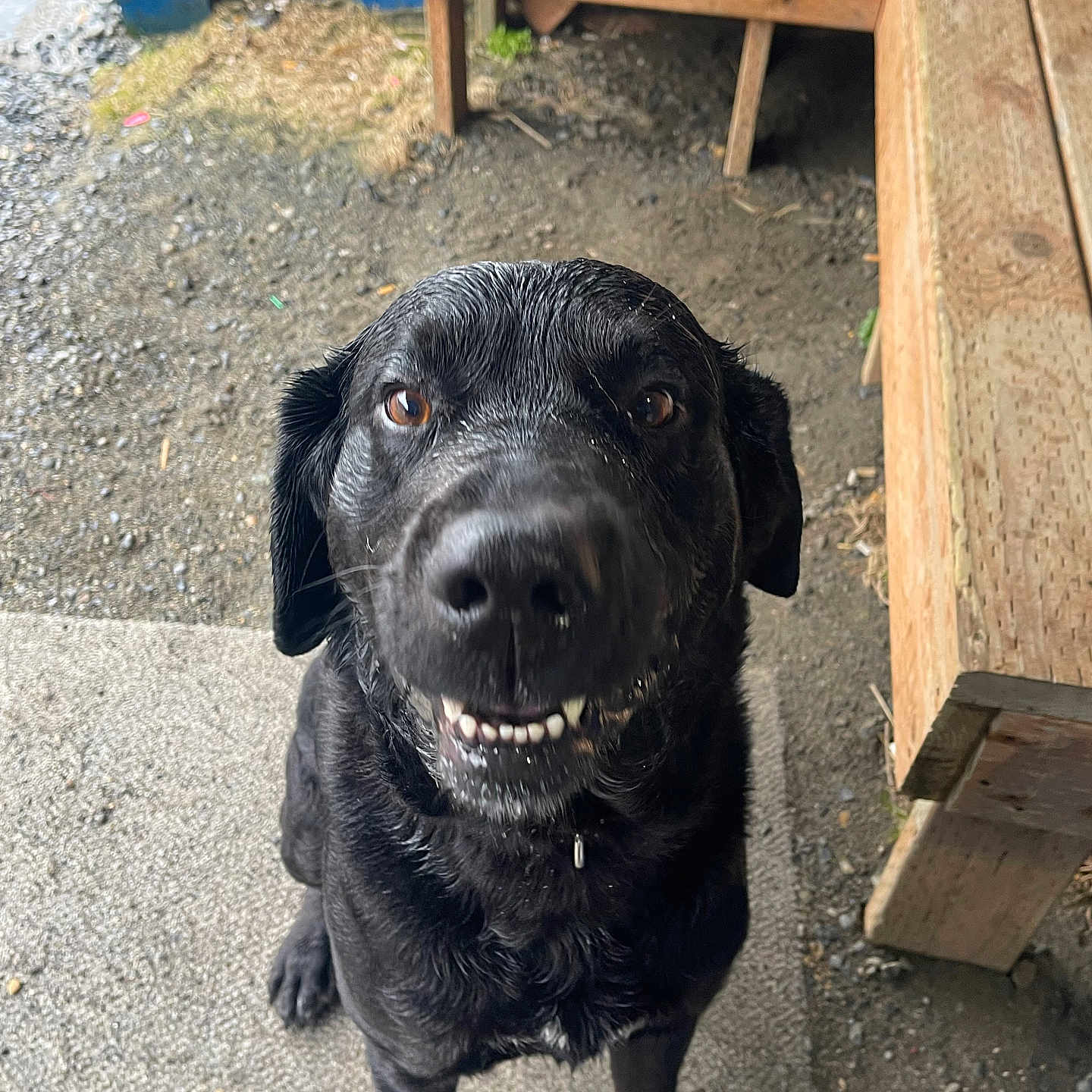 Repo joined the competition — help win amazing prizes! dog, black_dog, wet_dog, smiling_dog, pet, animal, canine, outdoor, bench, wooden_bench, concrete, gravel, close_up, looking_up, playful, friendly, fur, ears, nose, teeth