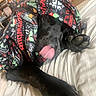 Repo joined the competition — help win amazing prizes! animal, bed, black_dog, blanket, comfort, cozy, cute, dog, festive, fur, holiday, indoor, muzzle, paw, pet, playful, relaxed, resting, tongue_out, warm