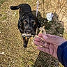 amber_eyes, animal, black_dog, curious, daylight, dog, dry_grass, focus, grass, hand, leash, nature, outdoor, person_hand, pet, playing, rocks, shadow, sunlight, twigs