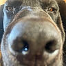 Repo joined the competition — help win amazing prizes! animal, black_dog, brown_eyes, canine, close_up, curious, dog, ears, expression, face, fur, indoor, looking, macro, muzzle, nose, pet, portrait, snout, whiskers