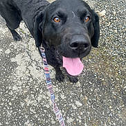 Repo joined the competition — help win amazing prizes! dog, black_dog, leash, tongue_out, outdoor, pavement, gravel, shoes, pet, canine, animal, walking, happy, looking_up, collar, close_up, daylight, ears, nose, friendly