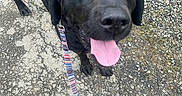Repo joined the competition — help win amazing prizes! animal, black_dog, canine, close_up, collar, daylight, dog, ears, friendly, gravel, happy, leash, looking_up, nose, outdoor, pavement, pet, shoes, tongue_out, walking