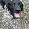 dog, black_dog, leash, tongue_out, outdoor, pavement, gravel, shoes, pet, canine, animal, walking, happy, looking_up, collar, close_up, daylight, ears, nose, friendly