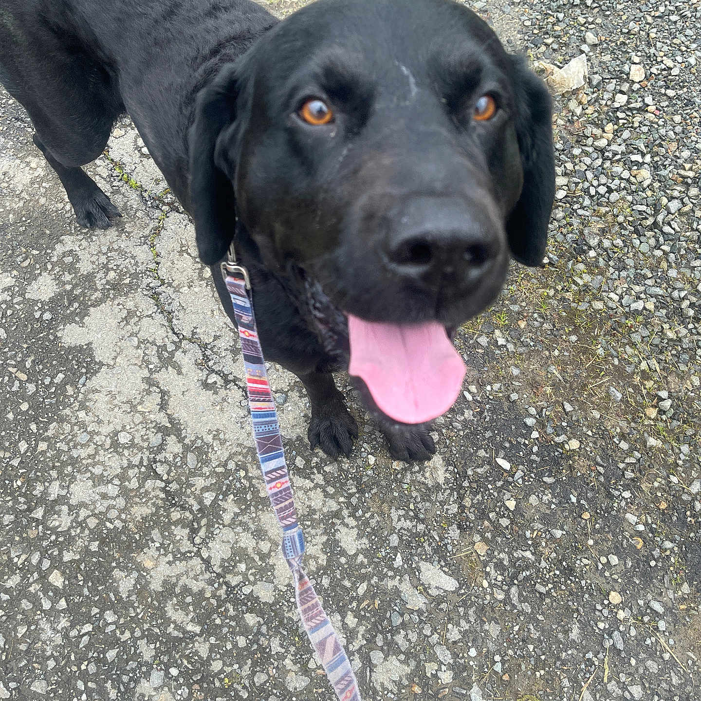 Repo joined the competition — help win amazing prizes! dog, black_dog, leash, tongue_out, outdoor, pavement, gravel, shoes, pet, canine, animal, walking, happy, looking_up, collar, close_up, daylight, ears, nose, friendly