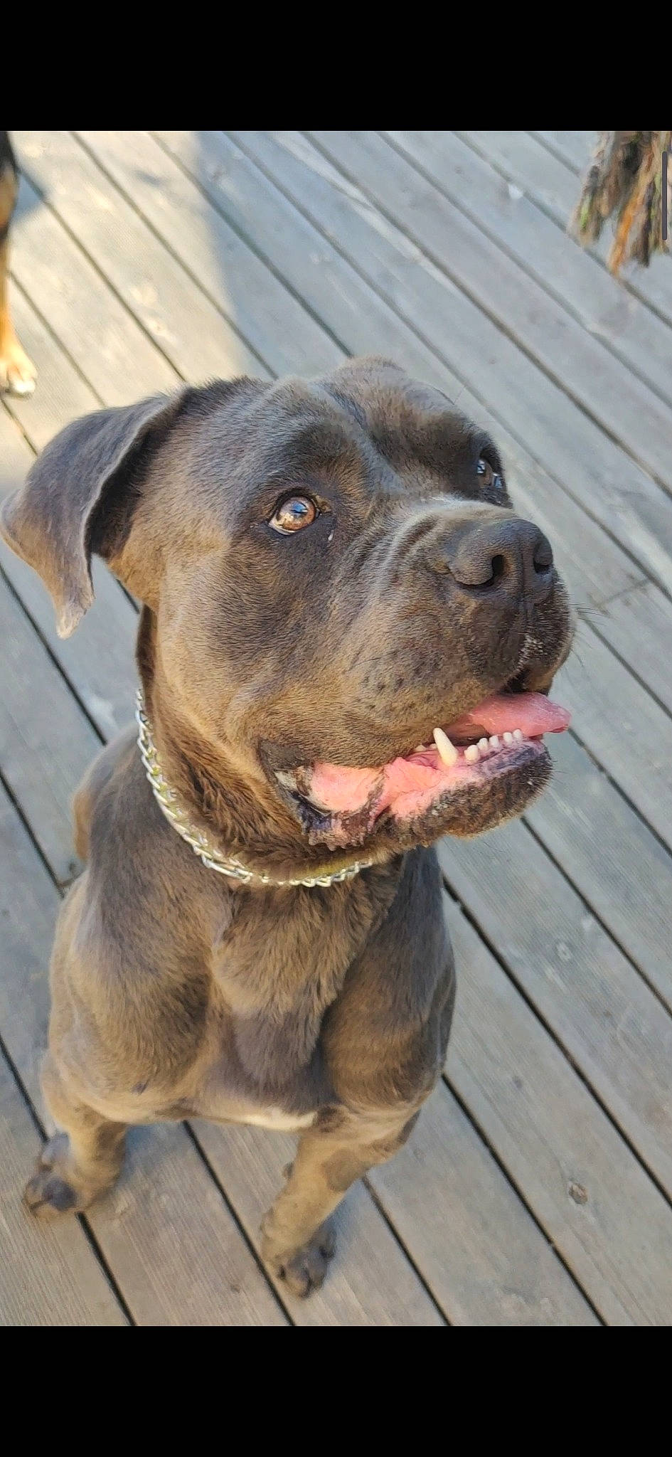 John participe au concours pour gagner de l'argent avec cette photo : carnivore, collar, companion_dog, dog, dog_breed, dog_collar, fawn, fur, guard_dog, leash, liver, molosser, plank, snout, sporting_group, terrestrial_animal, whiskers, wood, working_animal, working_dog