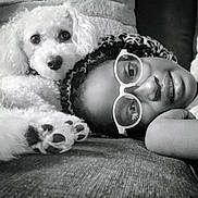 Mr Fluffy Brooks joined the competition — help win amazing prizes! person, dog, white_dog, glasses, couch, black_and_white, close_up, face, paw, curly_hair, relaxing, indoor, pet, companion, cute, lying_down, cozy, portrait, resting, snuggling