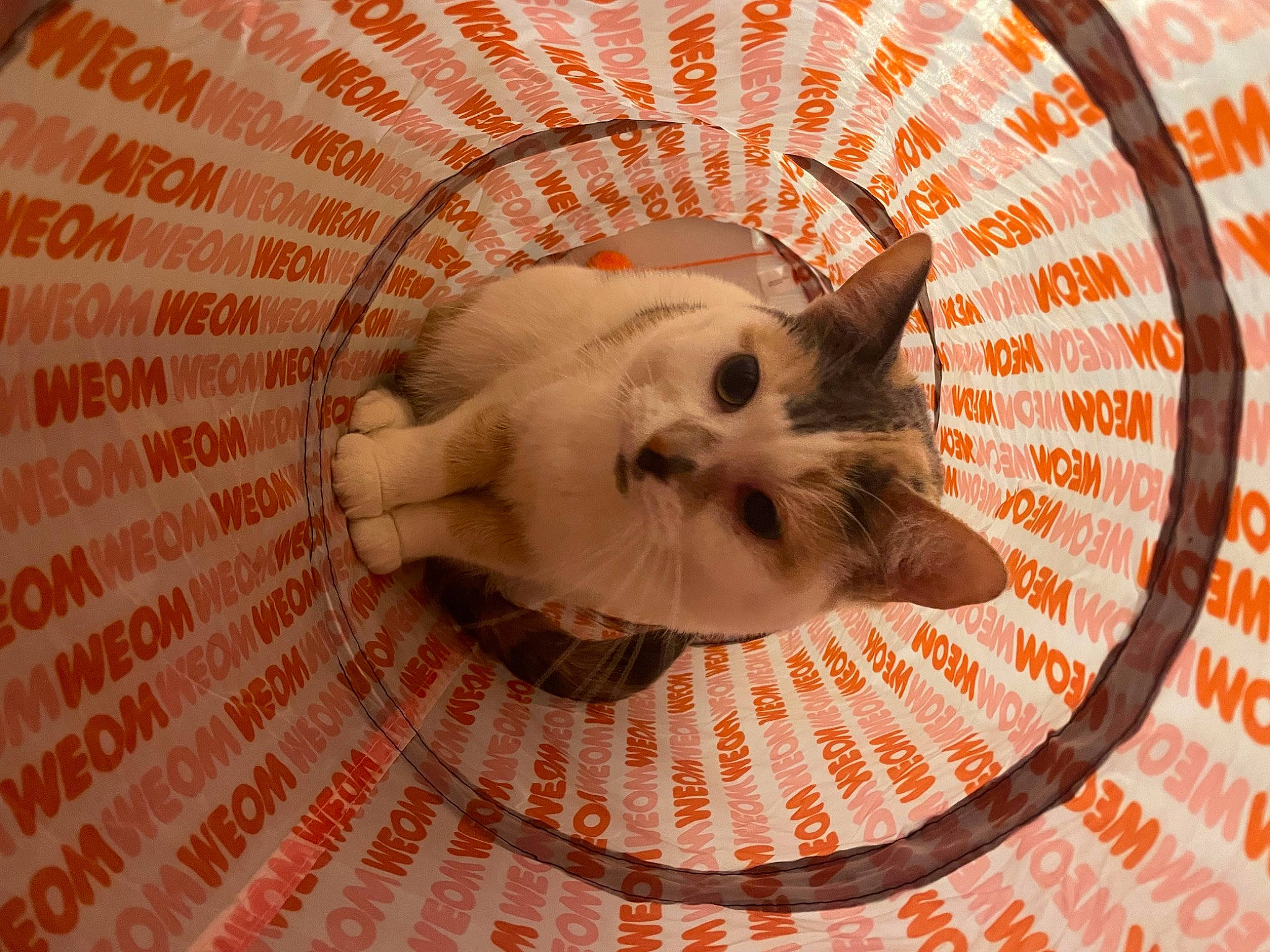 Cowboy is registered to the contest to win money with this photo: art, carnivore, cat, cat_supply, circle, domestic_short_haired_cat, fawn, felidae, flooring, fur, linens, musical_instrument, pattern, peach, small_to_medium_sized_cats, snout, tail, whiskers, wood