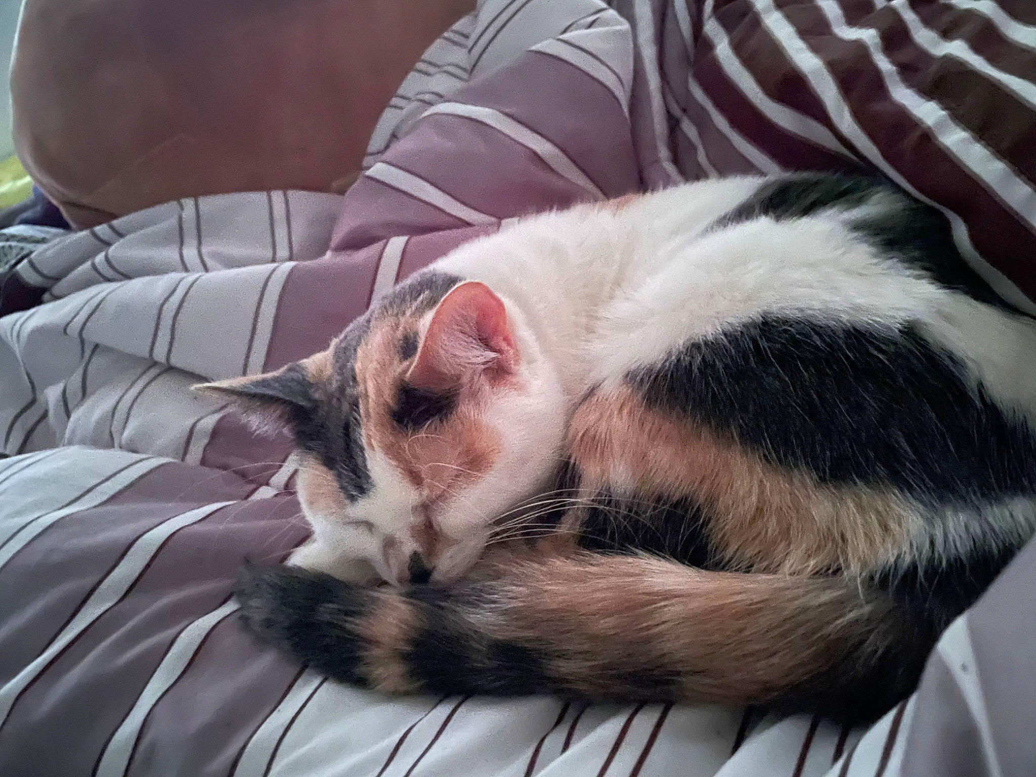 Cowboy is registered to the contest to win money with this photo: carnivore, cat, claw, comfort, domestic_short_haired_cat, eye, felidae, foot, fur, grass, linens, nap, paw, sleep, small_to_medium_sized_cats, snout, tail, whiskers