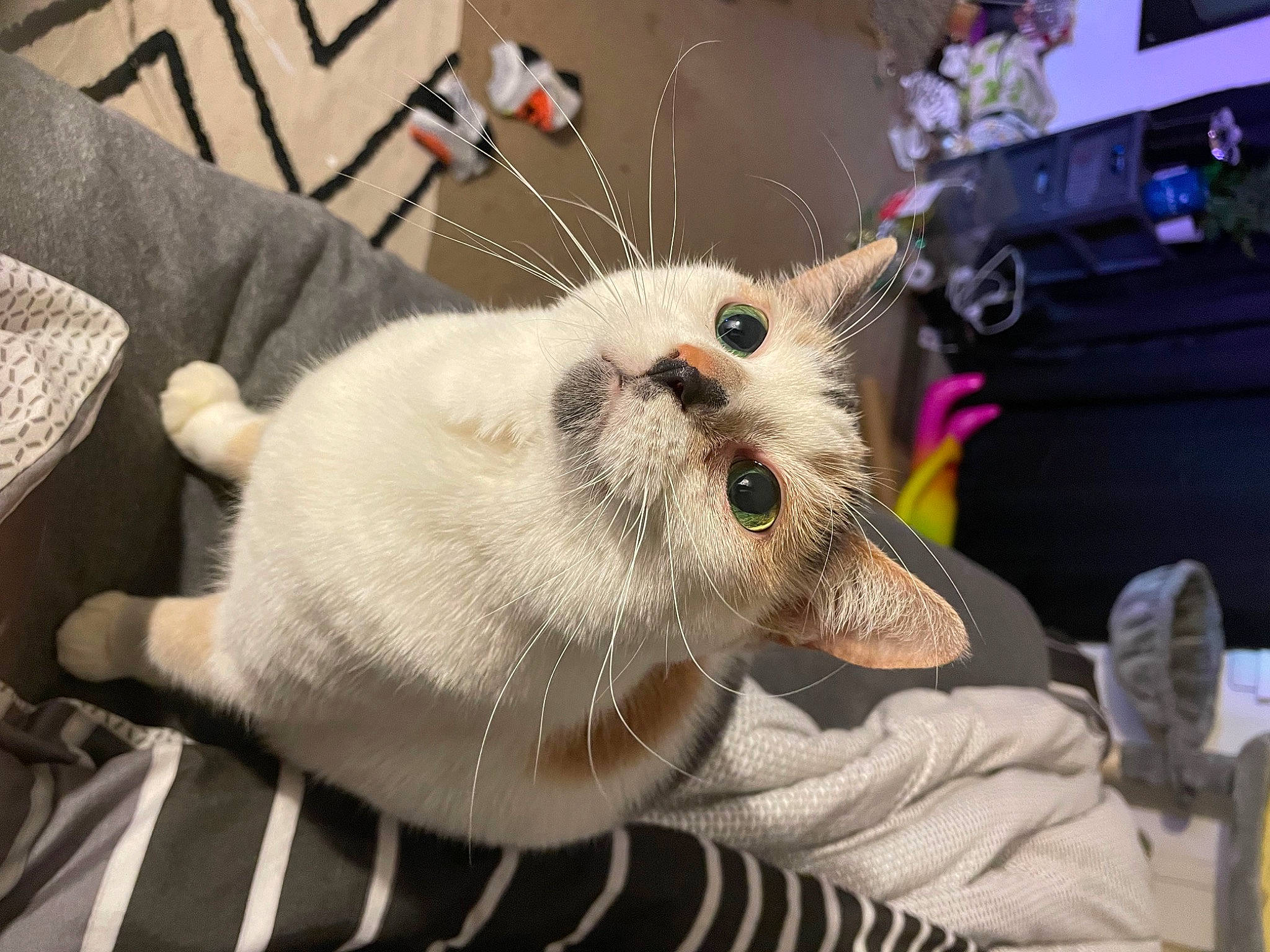 Cowboy joined the competition — help win amazing prizes! carnivore, cat, claw, collar, comfort, domestic_short_haired_cat, fawn, felidae, fur, linens, paw, plant, small_to_medium_sized_cats, snout, tail, whiskers