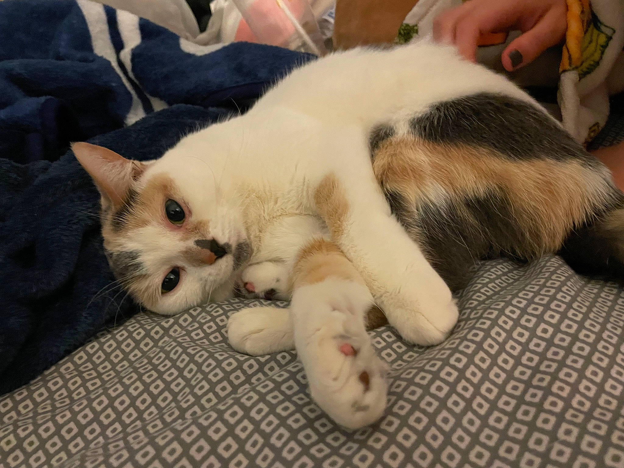 Cowboy is registered to the contest to win money with this photo: carnivore, cat, claw, comfort, domestic_short_haired_cat, eye, fawn, felidae, foot, fur, nap, paw, sleep, small_to_medium_sized_cats, snout, tail, terrestrial_animal, whiskers