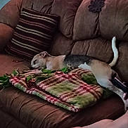 Sadie joined the competition — help win amazing prizes! dog, couch, blanket, striped_pillow, sleeping, indoor, cozy, relaxing, brown_couch, plaid_pattern, furniture, resting, pet, living_room, comfort, domestic, animal, home, canine, foot