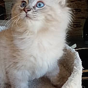 Sultan participe au concours pour gagner de l'argent avec cette photo : kitten, cat, blue_eyes, fluffy, pet, indoor, feline, bed, cozy, curious, animal, young, cute, whiskers, fur, domestic, close_up, soft, portrait, looking_away