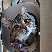 Bubba is registered to the contest to win money with this photo: animal, bow_tie, cat, close_up, collar, curious, cute, domestic_cat, face, feline, glass, indoor, looking_up, paw, pet, reflection, striped, tabby, whiskers, window