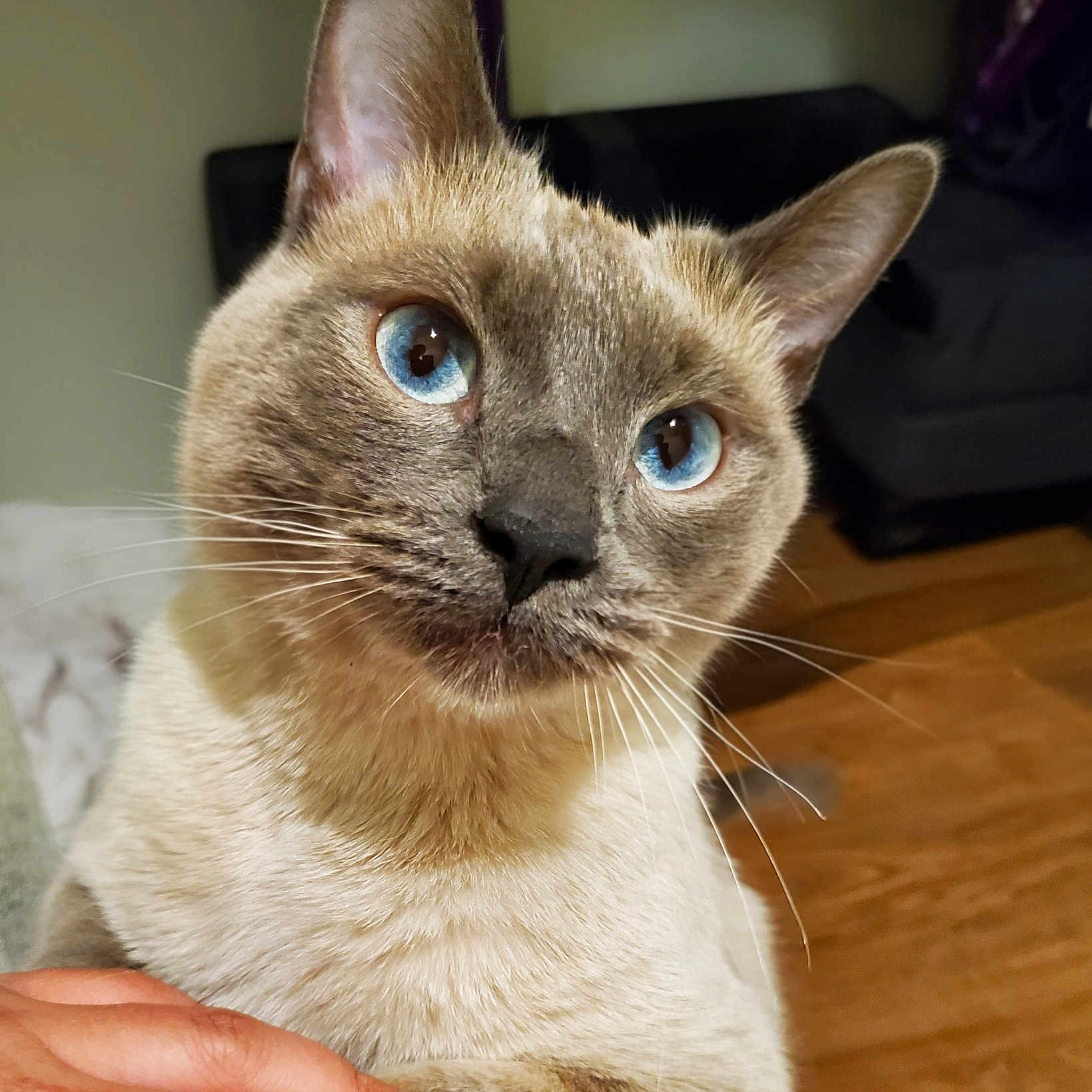 Meoseph joined the competition — help win amazing prizes! animal, blue_eyes, cat, close_up, curious, cute, domestic, floor, friendly, fur, furniture, hand, indoor, looking, mammal, paw, pet, portrait, siamese_cat, whiskers