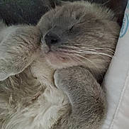 Meoseph is registered to the contest to win money with this photo: cat, sleeping, cozy, fur, paws, closeup, resting, cute, pet, domestic_animal, whiskers, relaxation, animal, feline, indoor, soft, comfort, face, nose, ears