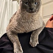 Meoseph joined the competition — help win amazing prizes! bathroom, blue_eyes, cat, close_up, cozy, domestic, door, feline, fur, gray_cat, human_shoulder, indoor, looking_at_camera, paws, pet, portrait, shoulder_perch, shower_curtain, sitting, whiskers