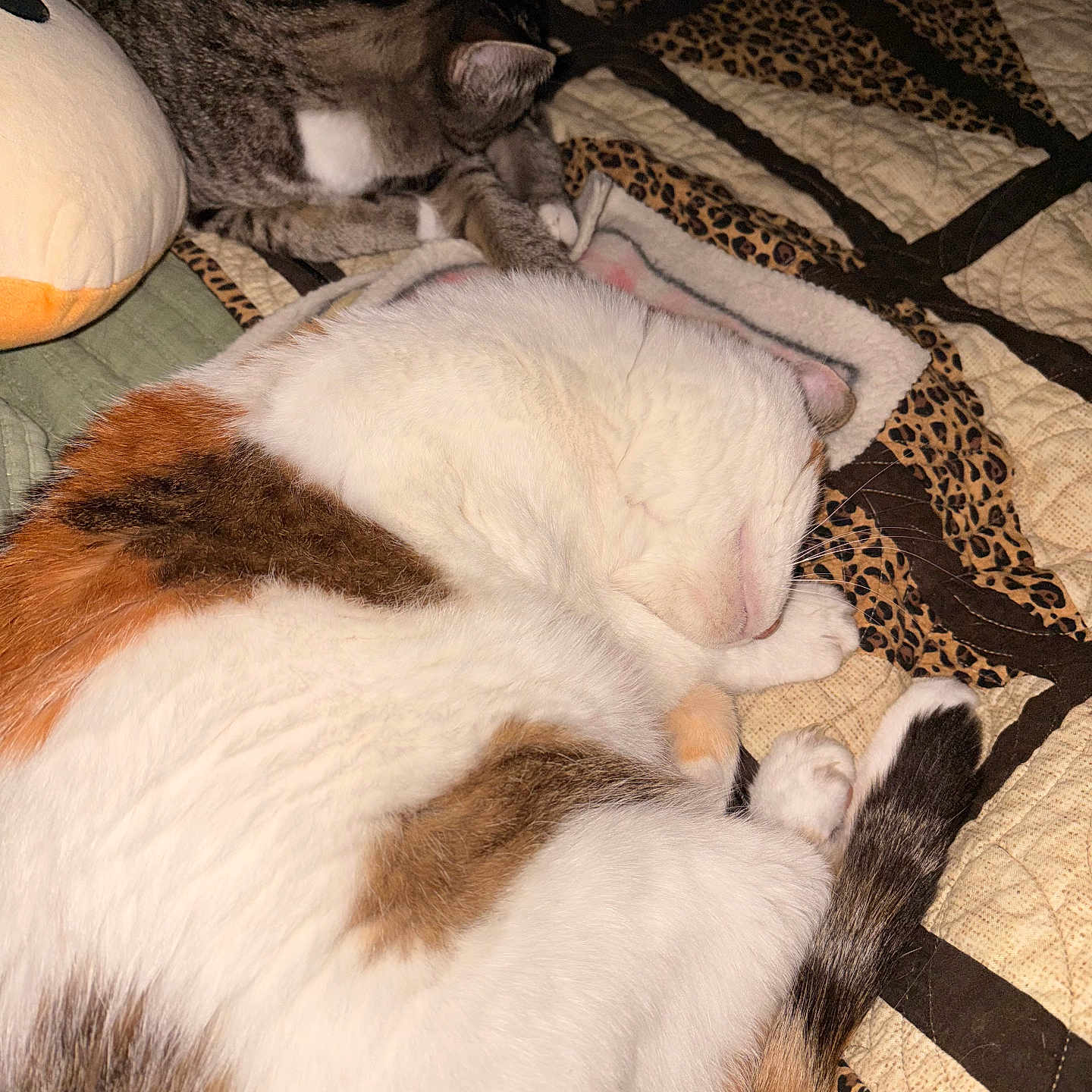 Carla And Jun is registered to the contest to win money with this photo: cat, cats, sleeping, sleepy, cuddling, kitten, fur, whiskers, ears, paws, tail, white_cat, tabby_cat, calico_cat, bed, blanket, quilt, indoors, cozy, nap