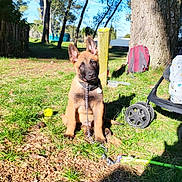 Oki participe au concours pour gagner de l'argent avec cette photo : puppy, dog, grass, leash, tree, sunlight, outdoor, park, backpack, stroller, wheel, nature, pet, young_dog, blue_sky, shadow, daylight, collar, playful, cute