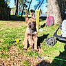 puppy, dog, grass, leash, tree, sunlight, outdoor, park, backpack, stroller, wheel, nature, pet, young_dog, blue_sky, shadow, daylight, collar, playful, cute
