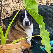 Shadow a rejoint le concours — aidez-le/la à gagner de superbes lots ! dog, leaf, plant, flowerpot, fence, outdoor, garden, pet, animal, brown, white, black, sitting, nature, green, wire, background, curious, hiding, soil