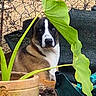 dog, leaf, plant, flowerpot, fence, outdoor, garden, pet, animal, brown, white, black, sitting, nature, green, wire, background, curious, hiding, soil