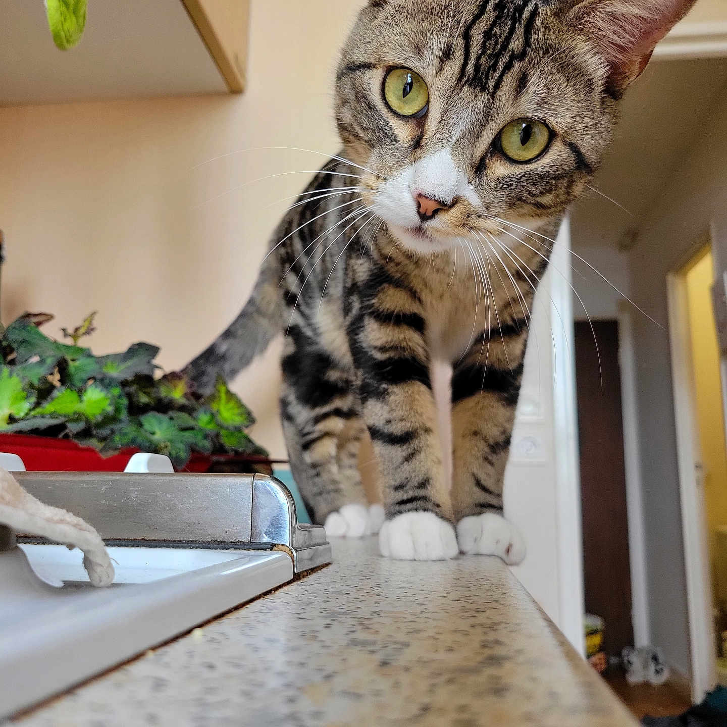 Verto a rejoint le concours — aidez-le/la à gagner de superbes lots ! abyssinian, animal, cat, flower, hardwood, herbal, indoors, interiordesign, jar, kitten, manx, pet, plant, planter, pottedplant, pottery, vase, window, windowsill, wood