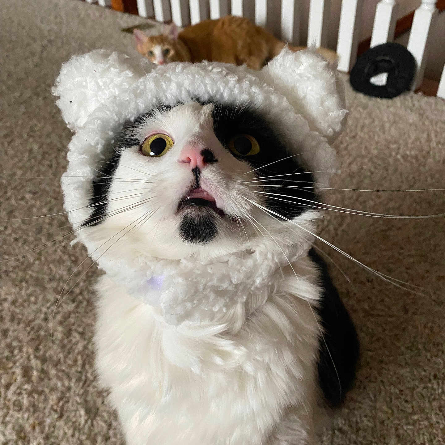 Reggie Walter joined the competition — help win amazing prizes! animal, background, black_and_white_cat, carpet, cat, close_up, curious, cute, domestic_cat, feline, fluffy_fur, ginger_cat, hat_with_ears, indoor, knit_hat, looking_up, pet, railing, two_cats, wide_eyes
