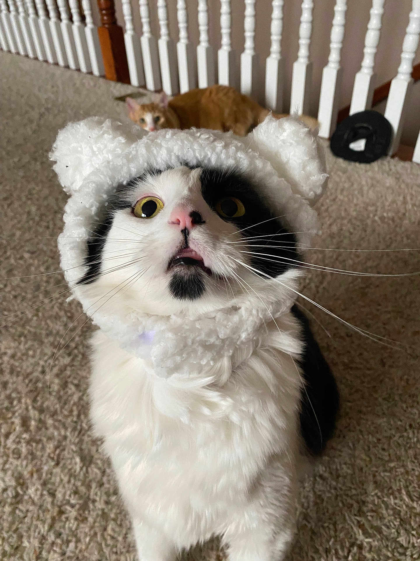 Reggie Walter joined the competition — help win amazing prizes! animal, background, black_and_white_cat, carpet, cat, close_up, curious, cute, domestic_cat, feline, fluffy_fur, ginger_cat, hat_with_ears, indoor, knit_hat, looking_up, pet, railing, two_cats, wide_eyes