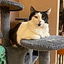 animal, black_and_white, cat, cat_tree, cozy, cute, ears, feline, fur, gray, home, indoor, looking_at_camera, paw, pet, portrait, relaxed, resting, toy, whiskers