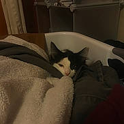 Reggie Walter is registered to the contest to win money with this photo: animal, black_and_white, cat, clothing, cozy, domestic, ears, fabric, face, fur, hidden, indoor, laundry_basket, pet, pile, quiet, resting, sleepy, soft_texture, towel