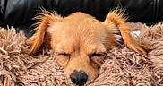 Ollie joined the competition — help win amazing prizes! dog, puppy, sleeping, tan_dog, floppy_ears, closed_eyes, nose, face, pet, blanket, fuzzy_blanket, cozy, indoors, couch, black_background, resting, relaxed, cute, portrait, animal