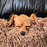 dog, puppy, sleeping, tan_dog, floppy_ears, closed_eyes, nose, face, pet, blanket, fuzzy_blanket, cozy, indoors, couch, black_background, resting, relaxed, cute, portrait, animal