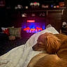 Ollie is registered to the contest to win money with this photo: dog, sleeping, golden_brown, curled_up, blanket, cozy, indoor, living_room, fireplace, warm_lighting, relaxed, resting, pet, fur, brown_fur, white_blanket, home, shelf, nighttime, comfort