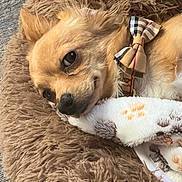 Ollie joined the competition — help win amazing prizes! dog, puppy, small_dog, tan_fur, fluffy, sleeping, lying_down, close_up, pet, animal, bow_tie, plaid, plush_toy, dog_bed, blanket, cozy, indoors, brown, white, cute