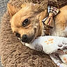 dog, puppy, small_dog, tan_fur, fluffy, sleeping, lying_down, close_up, pet, animal, bow_tie, plaid, plush_toy, dog_bed, blanket, cozy, indoors, brown, white, cute