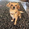 Ollie joined the competition — help win amazing prizes! dog, puppy, pet, brown_dog, floppy_ears, long_fur, wide_eyes, black_nose, collar, tag, sitting, portrait, indoor, rug, shaggy_rug, wood_floor, home, cute, animal, closeup