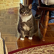 Angelo Joseph is registered to the contest to win money with this photo: cat, gray_cat, white_paws, wooden_floor, rug, patterned_rug, rocking_chair, furniture, indoor, home, pet, animal, flooring, carpet, sitting, fur, domestic_cat, cozy, legs, curious