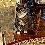 cat, gray_cat, white_paws, wooden_floor, rug, patterned_rug, rocking_chair, furniture, indoor, home, pet, animal, flooring, carpet, sitting, fur, domestic_cat, cozy, legs, curious