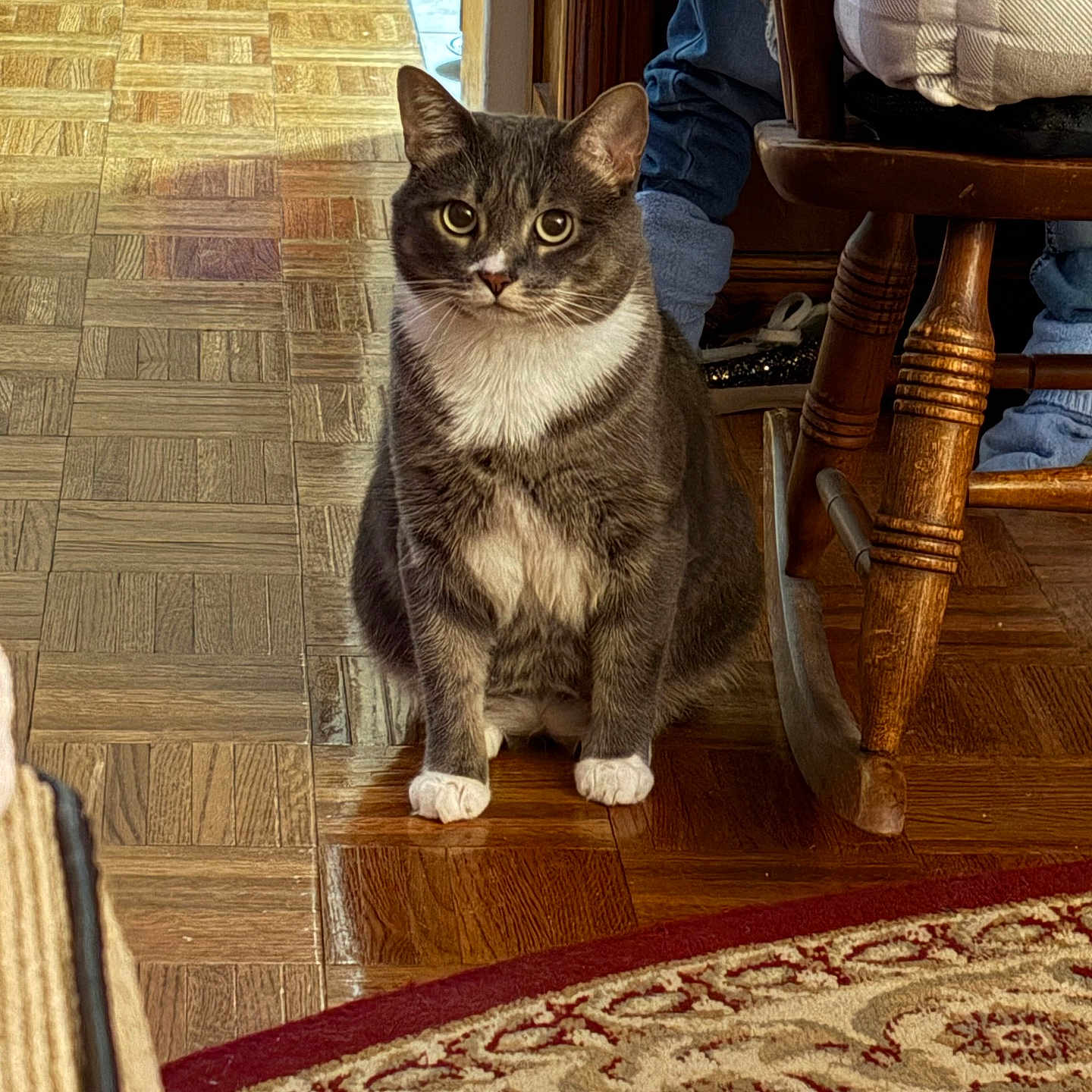 Angelo Joseph is registered to the contest to win money with this photo: animal, carpet, cat, cozy, curious, domestic_cat, flooring, fur, furniture, gray_cat, home, indoor, legs, patterned_rug, pet, rocking_chair, rug, sitting, white_paws, wooden_floor