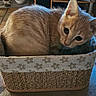 June a rejoint le concours — aidez-le/la à gagner de superbes lots ! cat, kitten, ginger, basket, woven_basket, floral_pattern, curious, pet, animal, feline, indoor, cute, small, whiskers, ears, fur, looking_up, close_up, domestic, resting