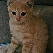 June participe au concours pour gagner de l'argent avec cette photo : kitten, cat, orange_tabby, feline, pet, indoor, cute, fur, animal, whiskers, small, young, sitting, curious, pink_nose, paw, domestic_cat, cozy, soft, closeup