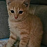 kitten, cat, orange_tabby, feline, pet, indoor, cute, fur, animal, whiskers, small, young, sitting, curious, pink_nose, paw, domestic_cat, cozy, soft, closeup