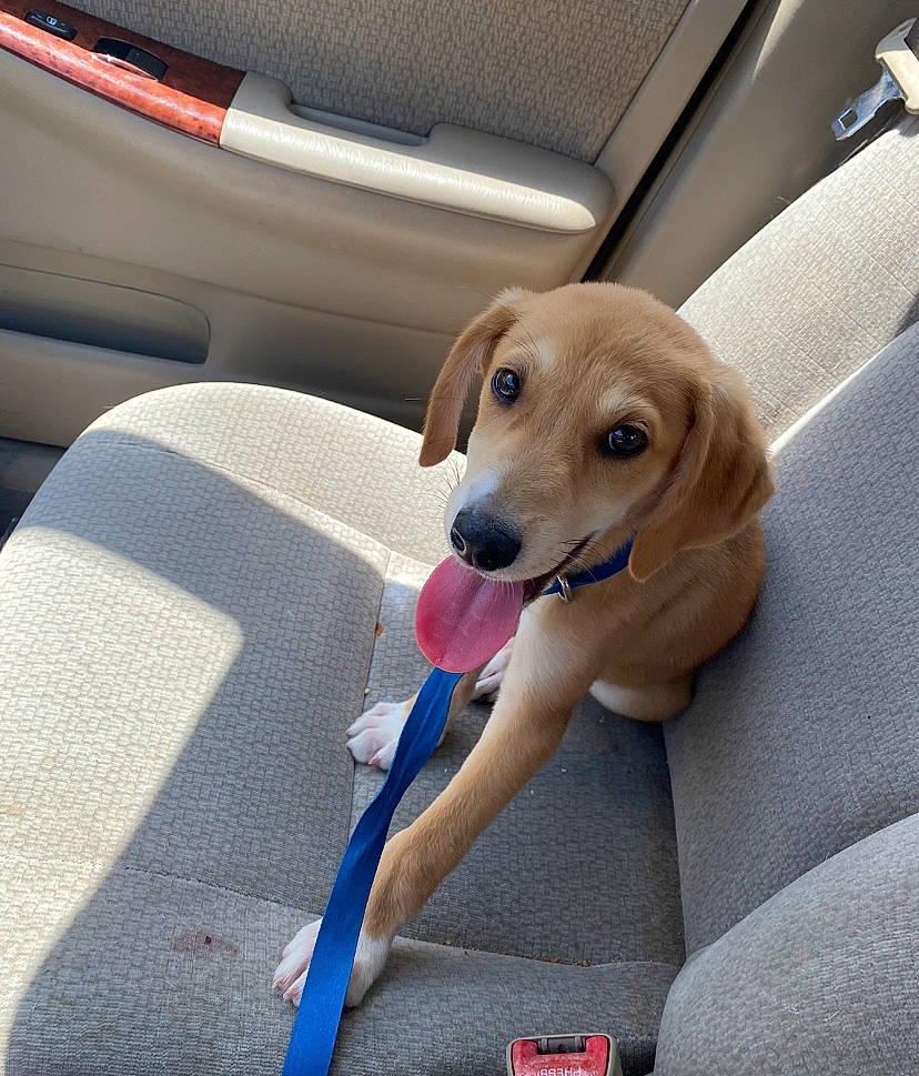 Lucky joined the competition — help win amazing prizes! auto_part, automotive_exterior, automotive_mirror, car_seat, car_seat_cover, carnivore, collar, comfort, companion_dog, dog, dog_breed, dog_collar, dog_supply, fawn, leash, pet_supply, seat_belt, snout, vehicle, vehicle_door