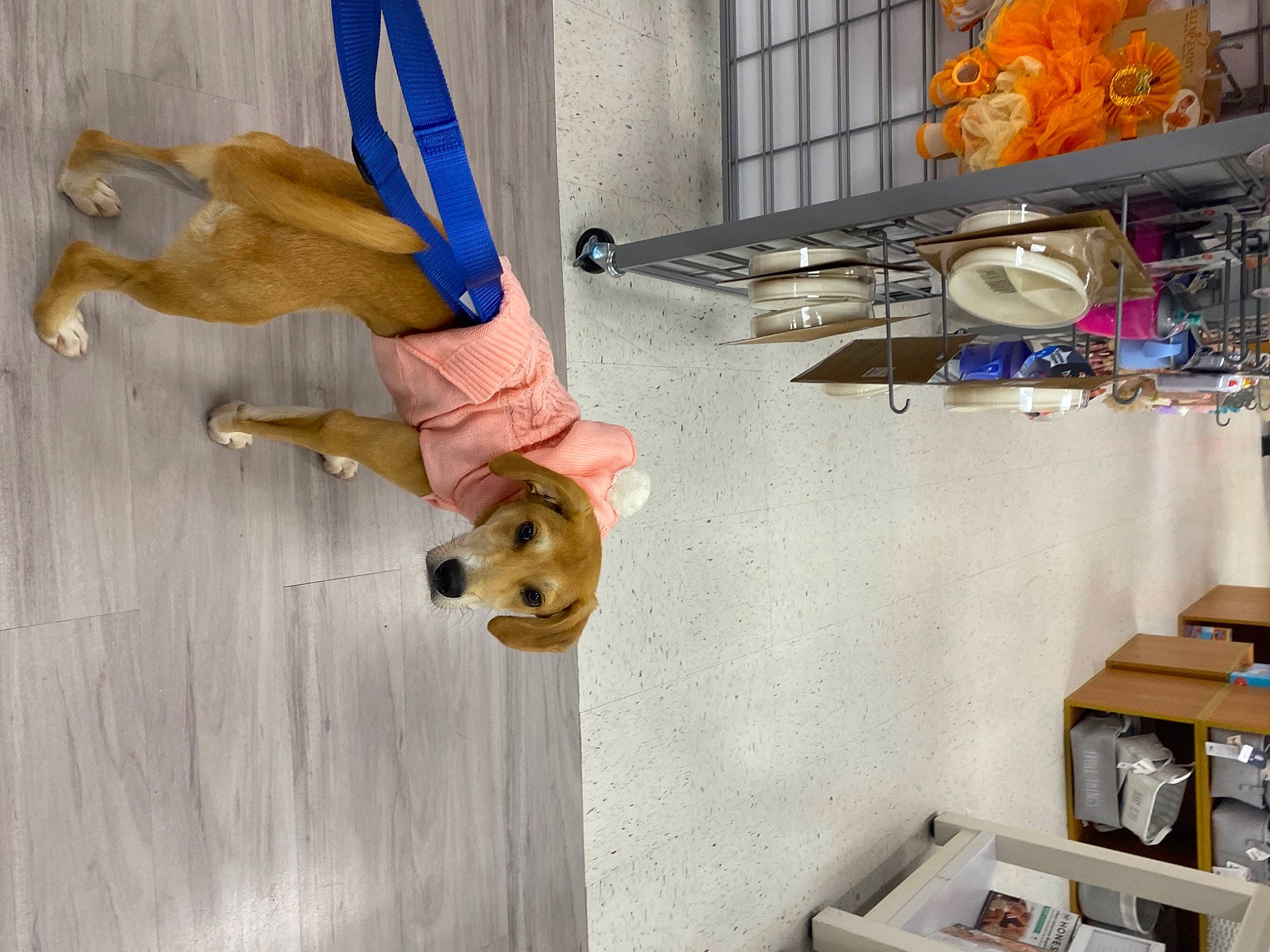 Lucky is registered to the contest to win money with this photo: bicycle_wheel, building, companion_dog, dog, flooring, foot, hardwood, human_leg, knee, machine, metal, room, shipping_box, shorts, thigh, tire, wood