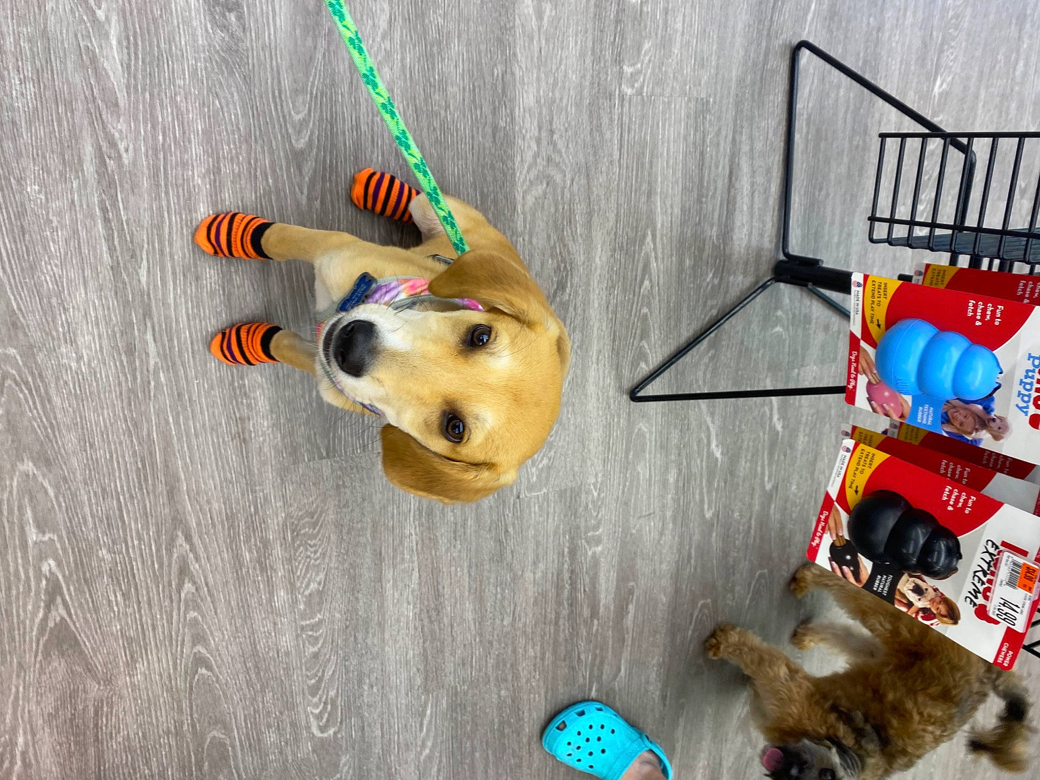 Lucky joined the competition — help win amazing prizes! adventure, art, baby_toys, canidae, carnivore, cart, companion_dog, dog, dog_breed, dog_supply, fashion_accessory, fawn, mammal, pet_supply, plastic, snout, sporting_group, toy, wood, working_animal