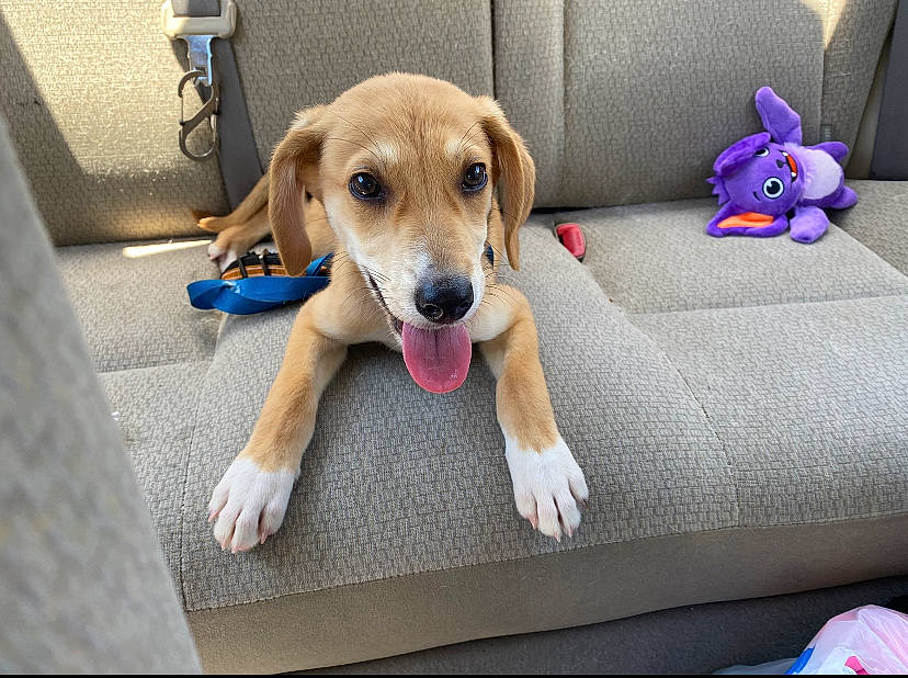 Lucky is registered to the contest to win money with this photo: ball, carnivore, comfort, companion_dog, couch, dog, dog_breed, dog_supply, dog_toy, fawn, flooring, linens, paw, pet_supply, pillow, plush, sofa_bed, stuffed_toy, toy, working_animal