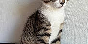 Doe is registered to the contest to win money with this photo: animal, cat, curious, cushion, cute, ears, feline, fur, gray, indoor, kitten, patterned, paws, pet, sitting, striped, tabby, wall, whiskers, white