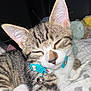 Doe joined the competition — help win amazing prizes! bed, bell, blanket, cat, closeup, collar, cute, domestic_animal, ears, feline, fur, indoor, kitten, pet, resting, sleepy, soft_toys, tabby, whiskers, young