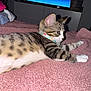 Doe is registered to the contest to win money with this photo: bed, blanket, cat, collar, couch, disney_plus, ears, fur, furniture, home, indoor, kitten, paw, pet, pink, relaxing, screen, tabby, television, whiskers